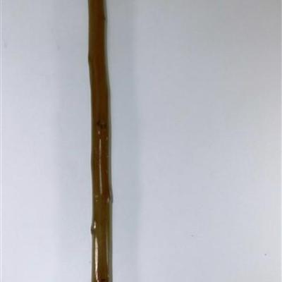 205 Wooden Walking Stick with 2 Badges Metal Tip - Flower R.L Stringer / In Recognition of the Success Achieved with Periderm in 1980