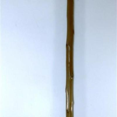 205 Wooden Walking Stick with 2 Badges Metal Tip - Flower R.L Stringer / In Recognition of the Success Achieved with Periderm in 1980