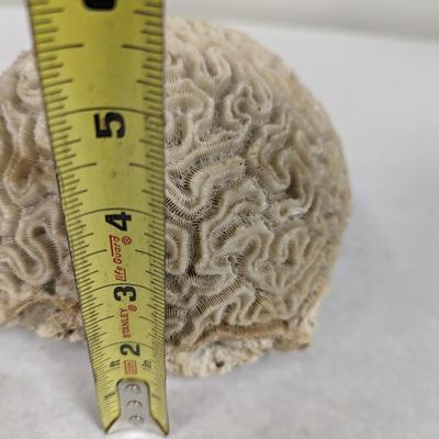 Fossilized Brain Coral