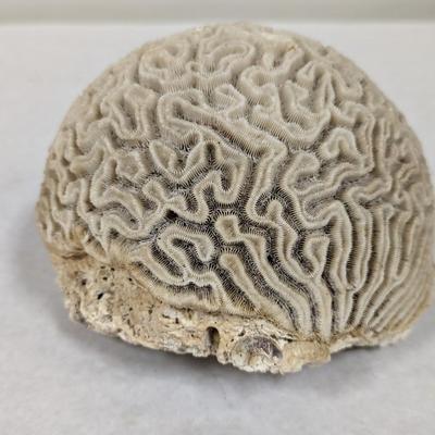 Fossilized Brain Coral