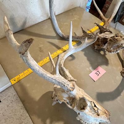 Deer Heads