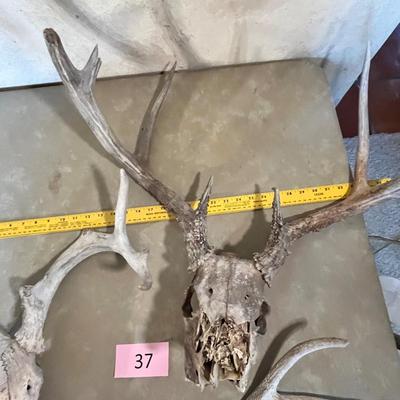 Deer Heads