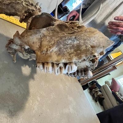 Deer Heads