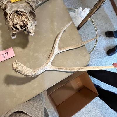 Deer Heads