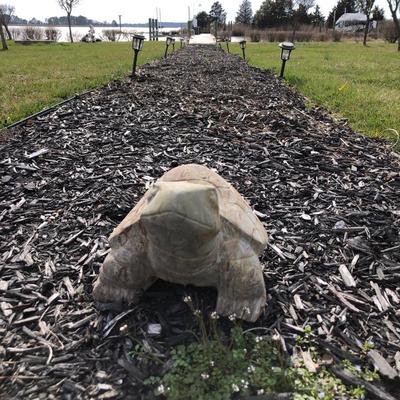 Stone Outdoor Turtle