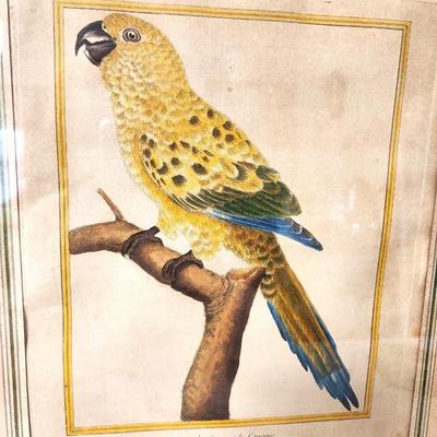 Lot 53 Antique Hand Colored Engraving - Yellow Parrot - by noted French Artist, ca. 1770