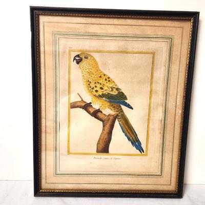 Lot 53 Antique Hand Colored Engraving - Yellow Parrot - by noted French Artist, ca. 1770