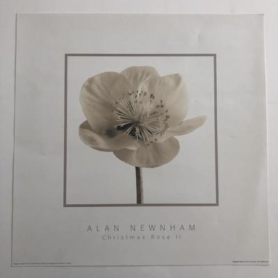 Alan Newnham - Christmas Rose II - Art Print - 1999