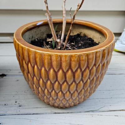 Ceramic Planters, Potting Soil, & More (BY-DW)