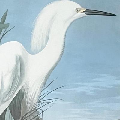 J.J. AUDUBON ~ Snowy Heron Or White Egret Framed Print