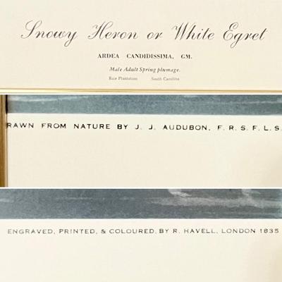 J.J. AUDUBON ~ Snowy Heron Or White Egret Framed Print