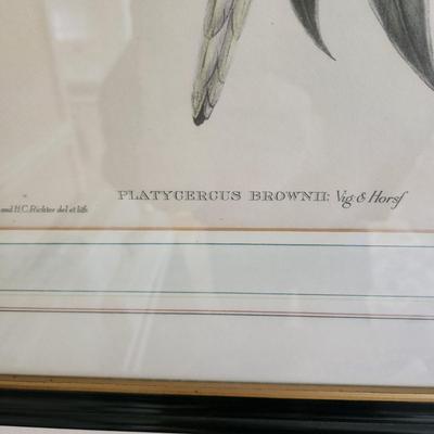 2 J Gould & H.C. Richter Framed Art Birds 21x27