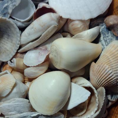 Large Pottery Bowl Filled with Seashells