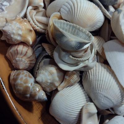 Large Pottery Bowl Filled with Seashells