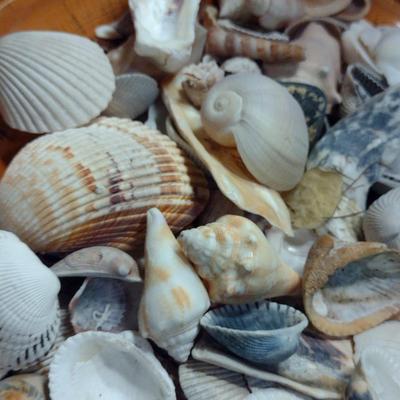 Large Pottery Bowl Filled with Seashells
