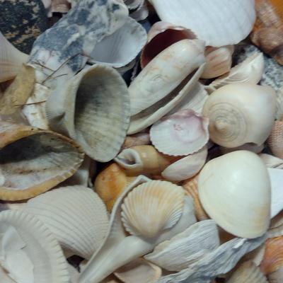 Large Pottery Bowl Filled with Seashells