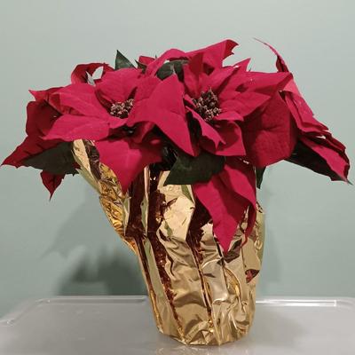 LOT 12: Large Lot of Faux Christmas Flowers