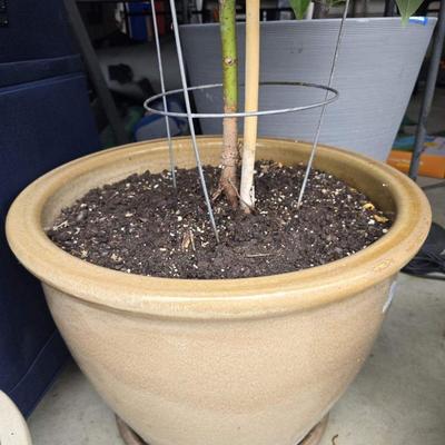 Avocado Tree