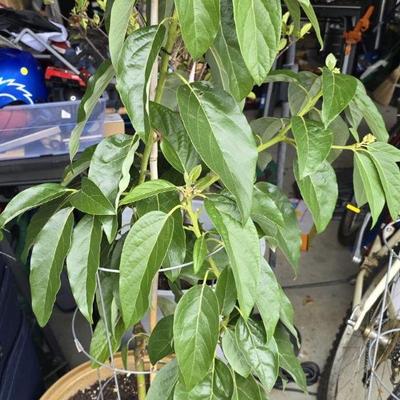 Avocado Tree