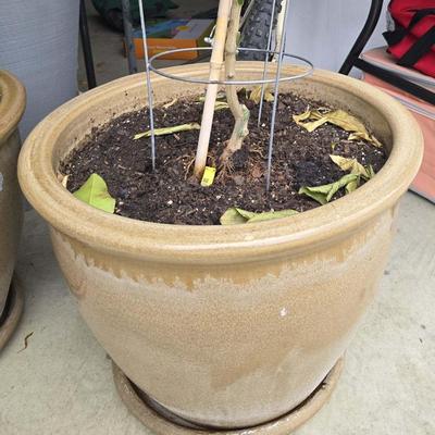 Lemon Tree