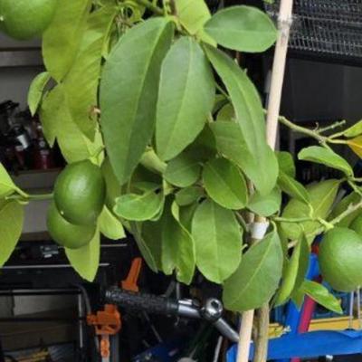 Lemon Tree