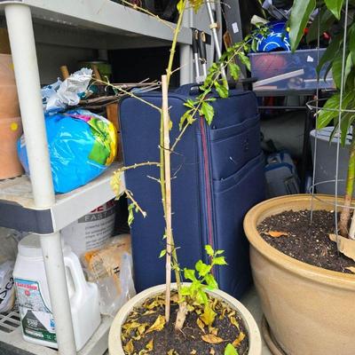 Butterfly Bush