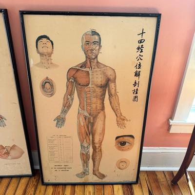 H1442 Vintage Acupuncture Print Anatomy, & Physiology Diagrams of Human Body #3