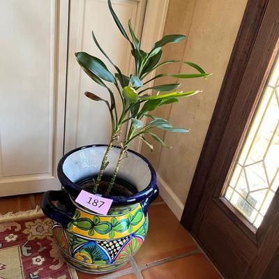 Talavera deep pot w/ Plant