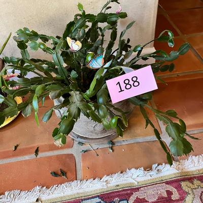 Pink Christmas cactus