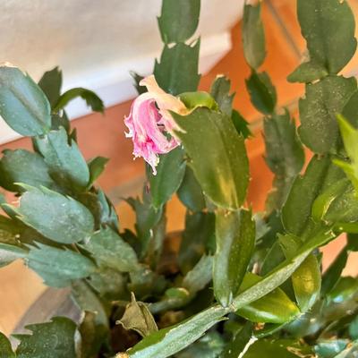 Pink Christmas cactus