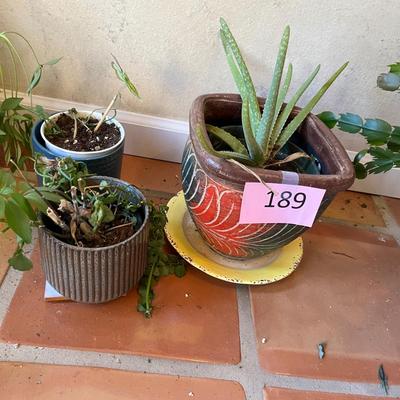 3 plants