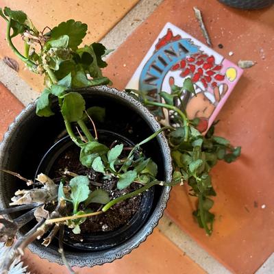3 plants