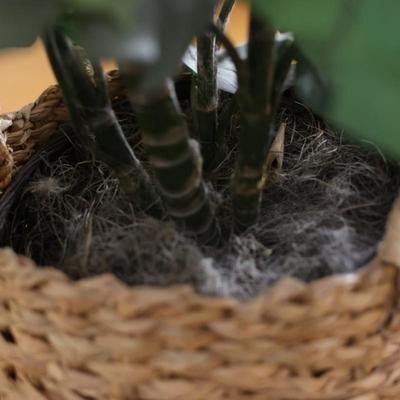 Artificial House Plant