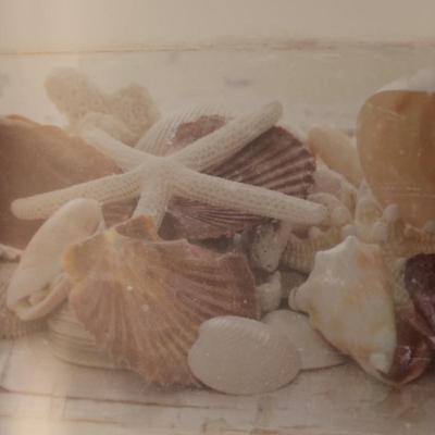 Framed Picture of Seashells
