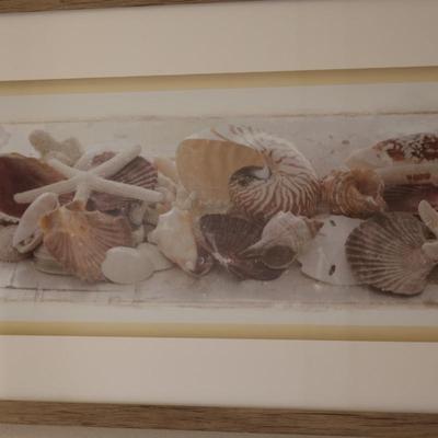 Framed Picture of Seashells