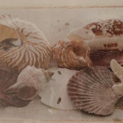 Framed Picture of Seashells