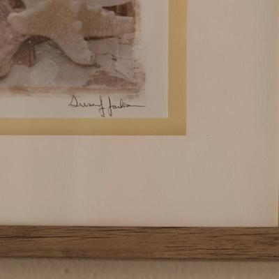 Framed Picture of Seashells
