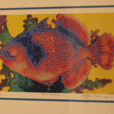 Signed & Numbered Framed Print of "Trigger Fish"