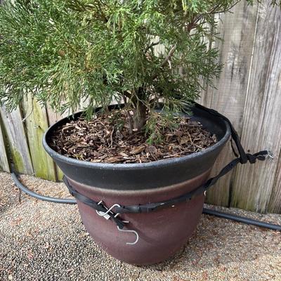 80â€ Outdoor Plant in Pot