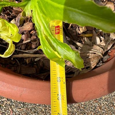 Outdoor Pots & Plants (3)