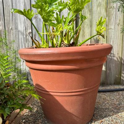 Outdoor Pots & Plants (3)