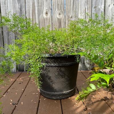 Outdoor Pots & Plants (3)