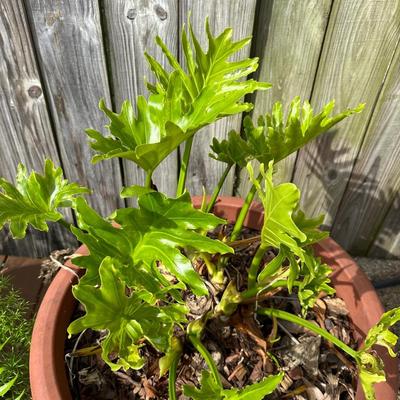 Outdoor Pots & Plants (3)