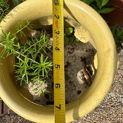 Outdoor Pots & Plants (3)