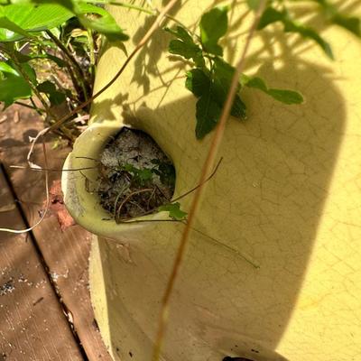 Outdoor Pots & Plants (3)