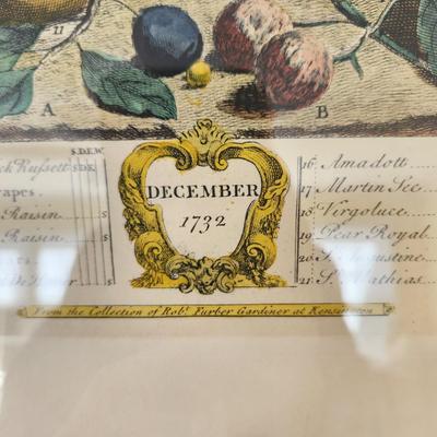 Framed December 1732 Robert Furber Fruit of the Month Print 17X21