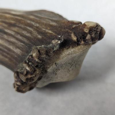 Stag Handled Fixed Knife