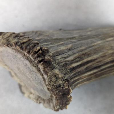 Stag Handled Fixed Knife