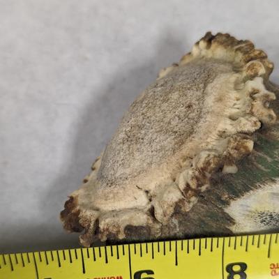 Remington Fixed Blade Stag Handled