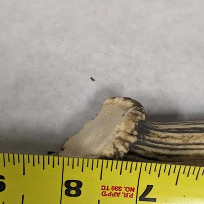 Fixed Blade Stag Handled Knives Choice 3